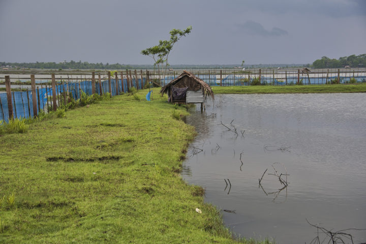Development of Climate Resilient Sustainable Shrimp Value Chain in Bangladesh 