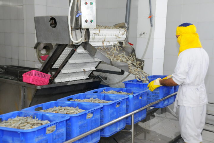 Shrimp commodities & operations with cold storage & Individual Quick Freezing in Indonesia 